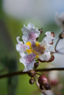 Catalpa x erubescens 'Puruprea' - katalpa křížená - květ